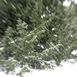 Überraschendes Schneegestöber im Botanischen Garten - weißes Stieben frostig kalter Flocken lässt uns den Kopf einziehen; die Pflanzen stehen einfach weiter da...